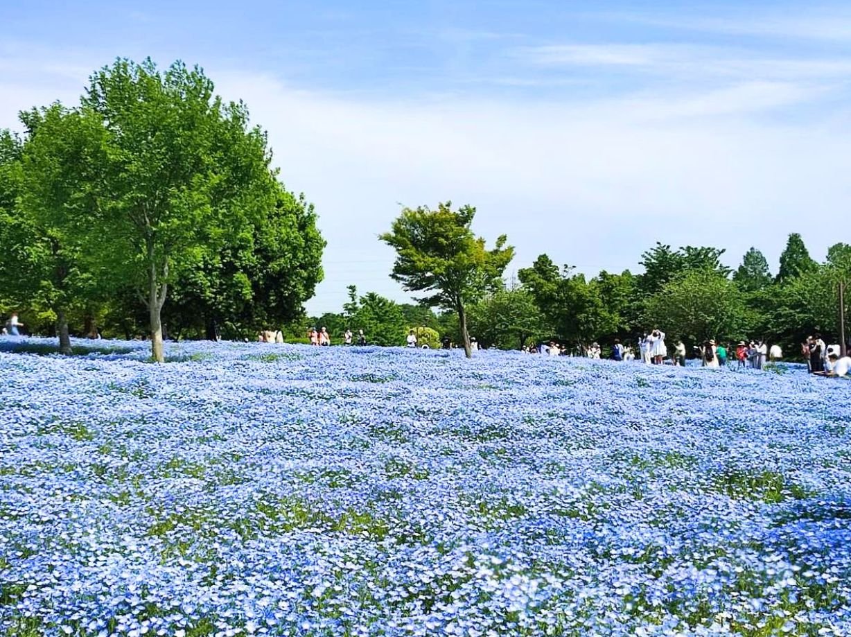 🌳 토네리 공원(토네리코엔)